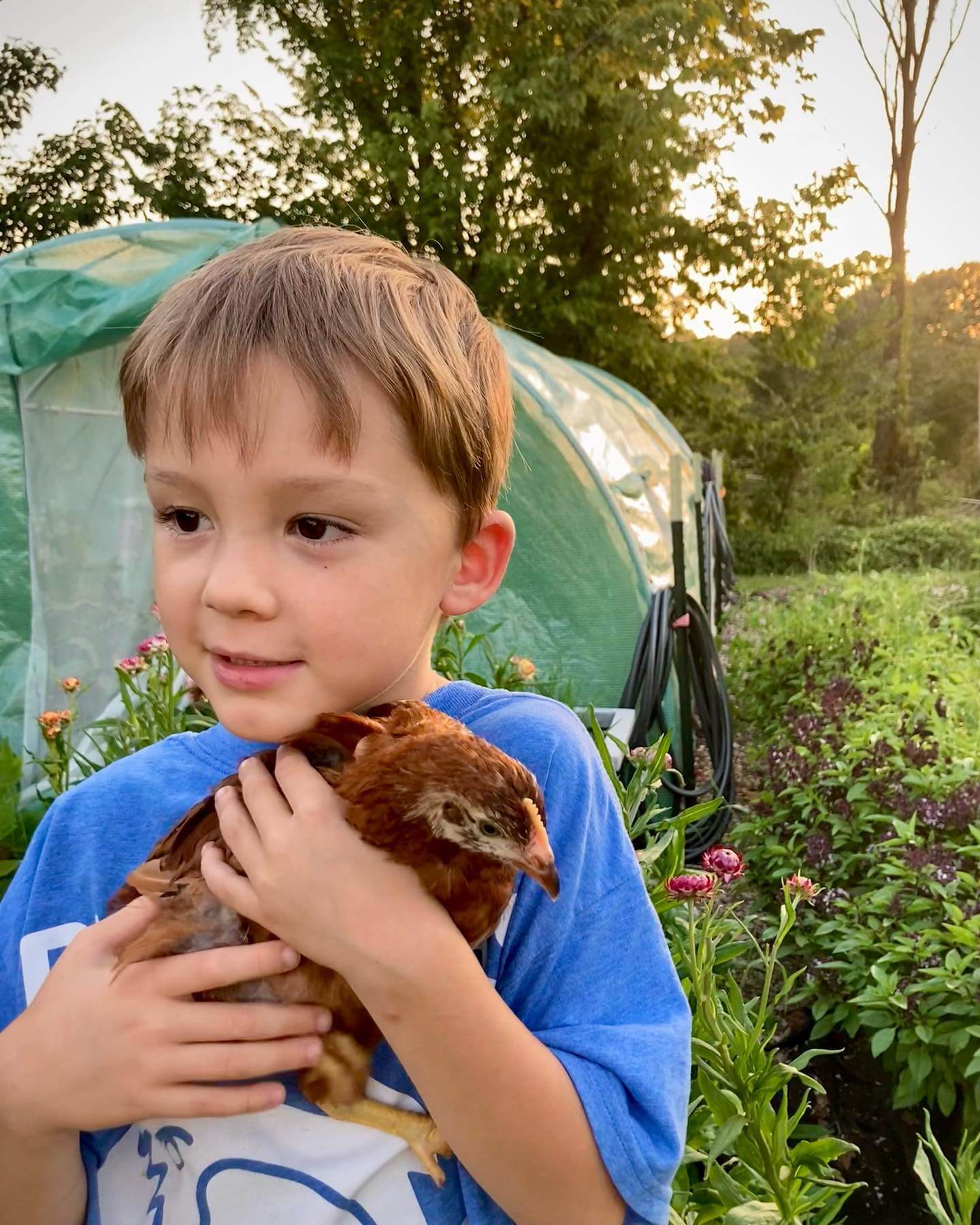 Little boy hugging chicken at Sassafras Hill homestead