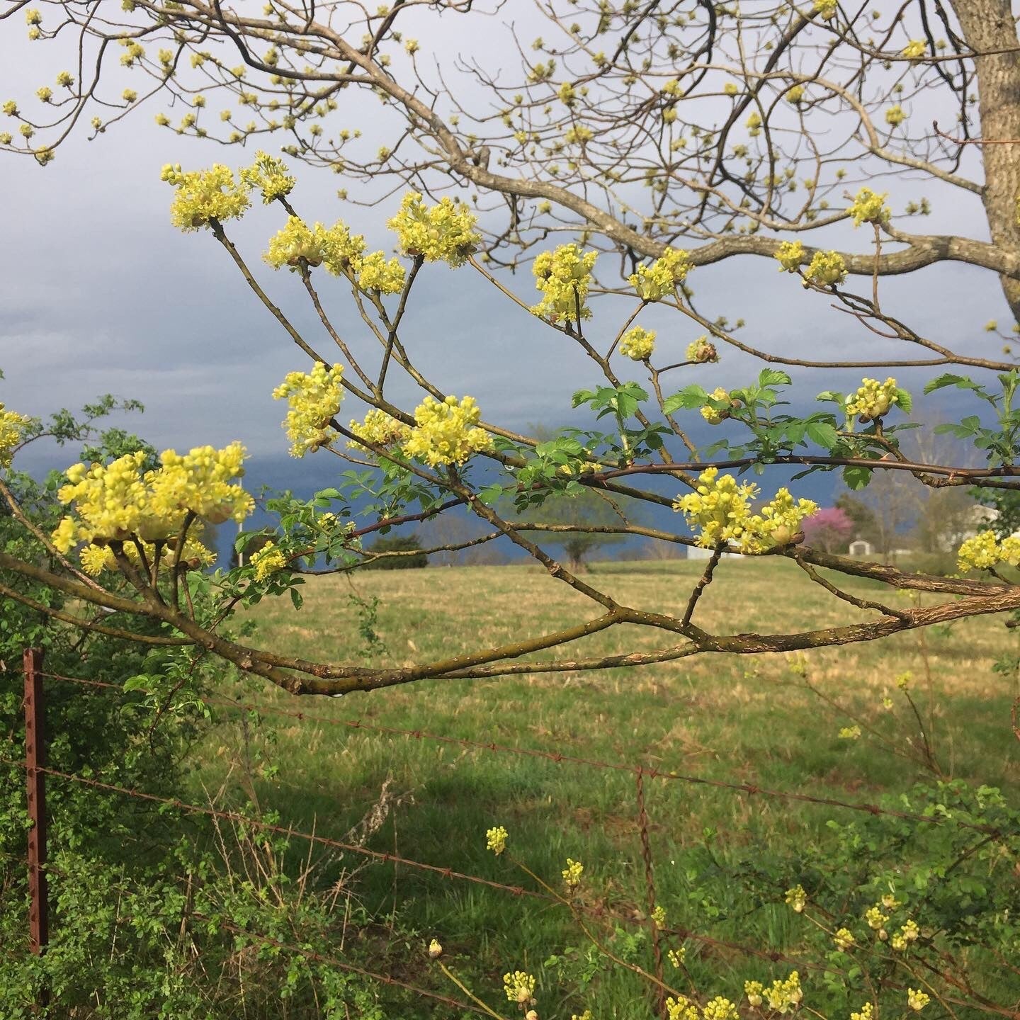 Sassafras trees with yellow blooms during springtime at Sassafras Hill homestead