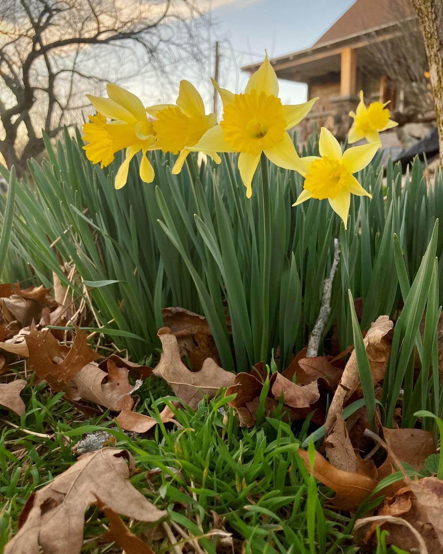 Yellow flowers blooming in early spring at Sassafras Hill homestead