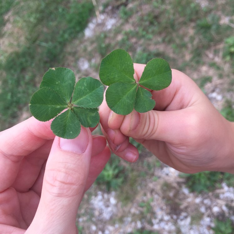 Four leaf and five leaf clovers found at Sassafras Hill homestead